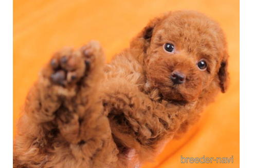 成約済の東京都のトイプードル-203771の4枚目